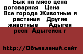 Бык на мясо цена договарная › Цена ­ 300 - Все города Животные и растения » Другие животные   . Адыгея респ.,Адыгейск г.